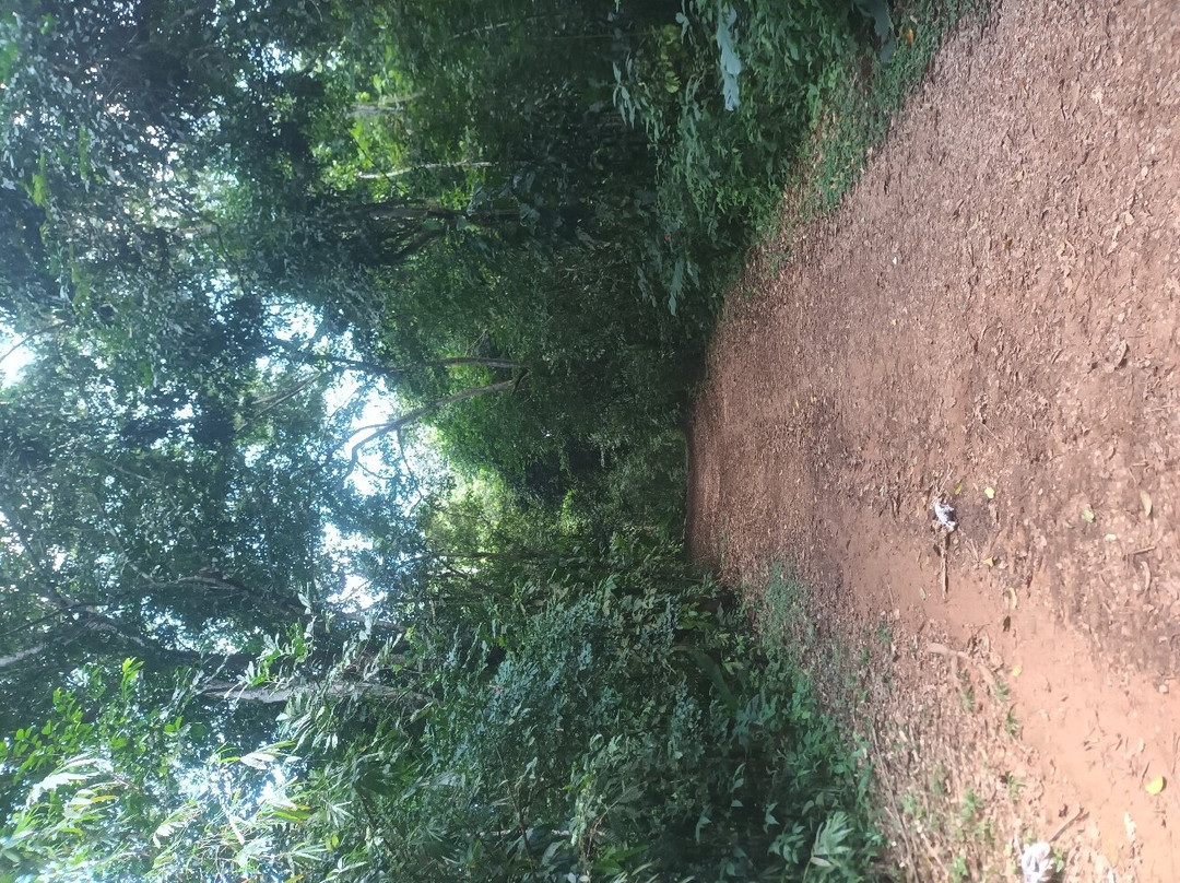 Sentier du Rorota-Remire-Montjoly必去景点