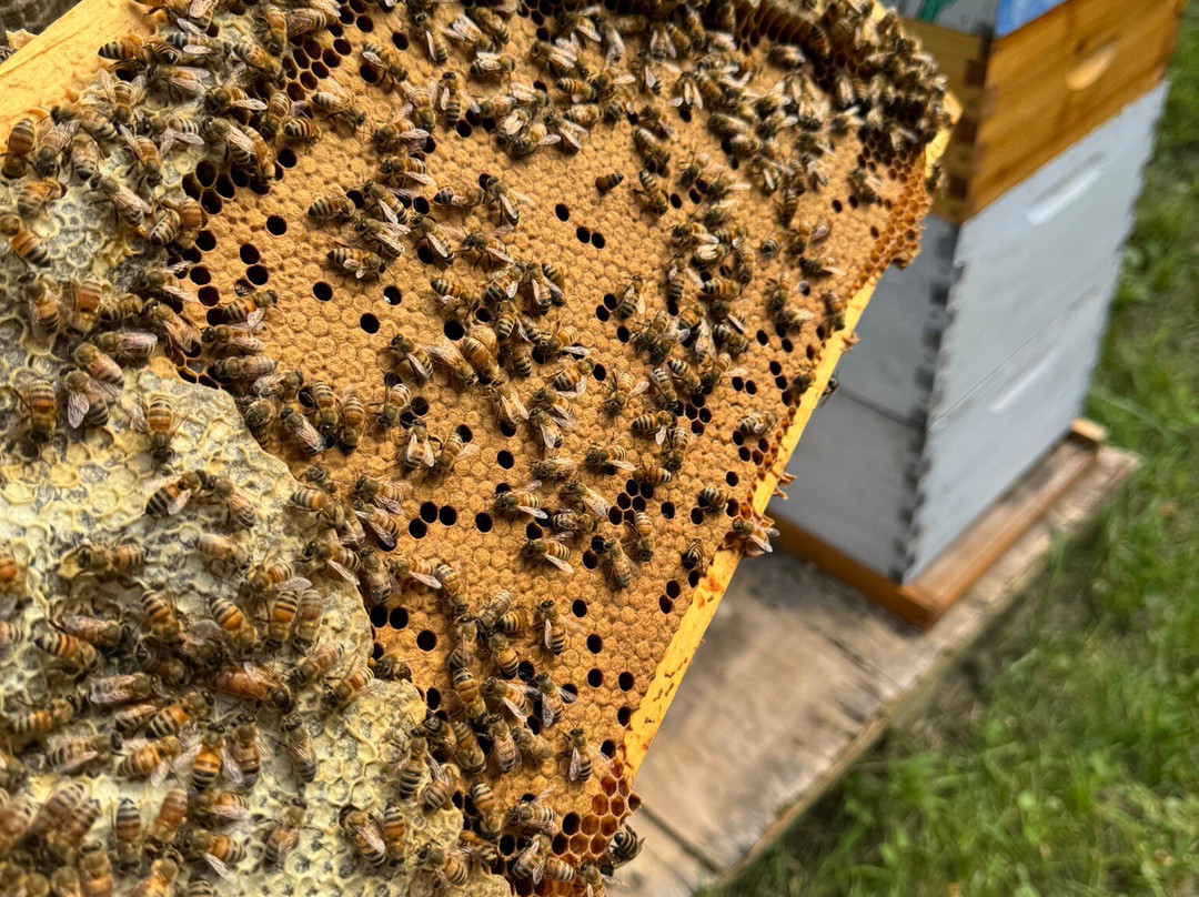 Dry Creek Beekeeping景点图片