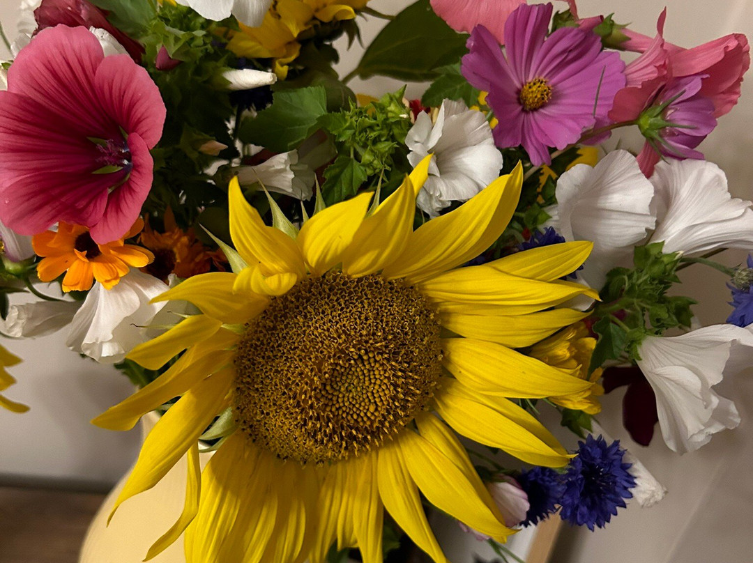 Writtle Sunflowers景点图片