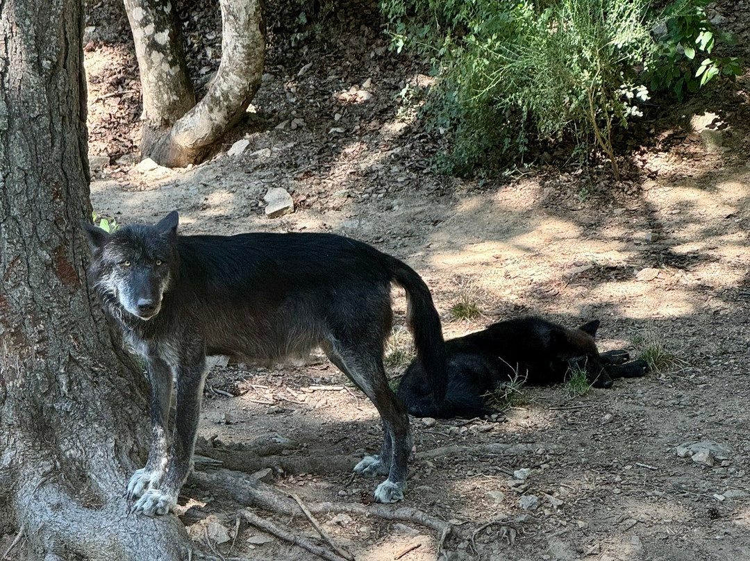 Les Loups du Gevaudan景点图片