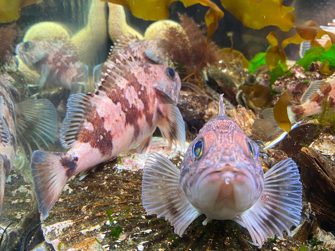 The Faroe Islands Aquarium-托沙文必去景点