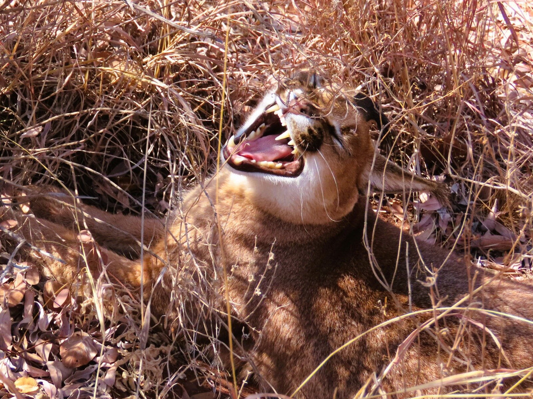 Cheetah Experience (ZA Cheetah Conservation)-贝拉贝拉必去景点