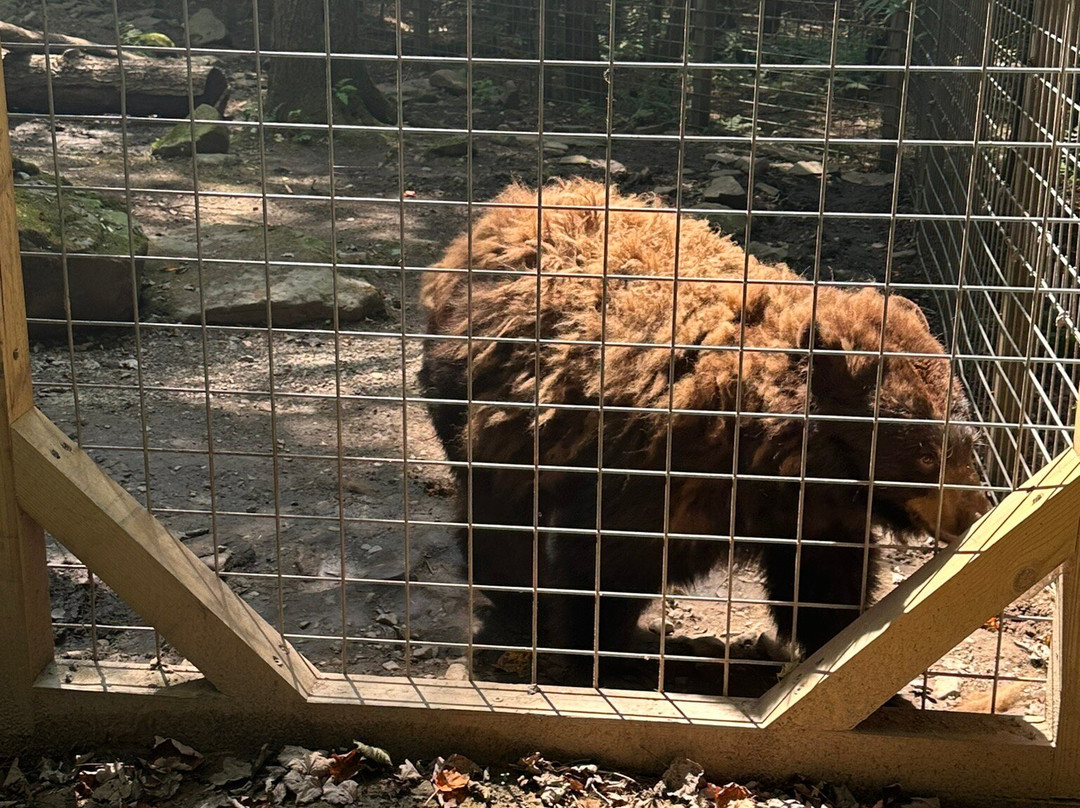 Claws 'N' Paws景点图片