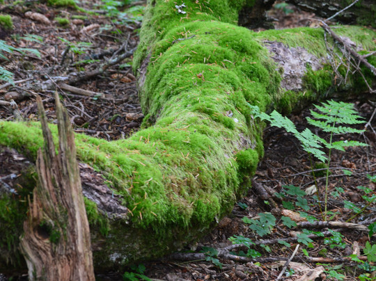 Seward Wilderness Collective-苏厄德必去景点