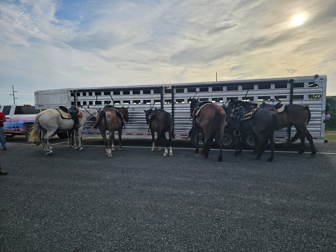 Outer Banks Horseback景点图片