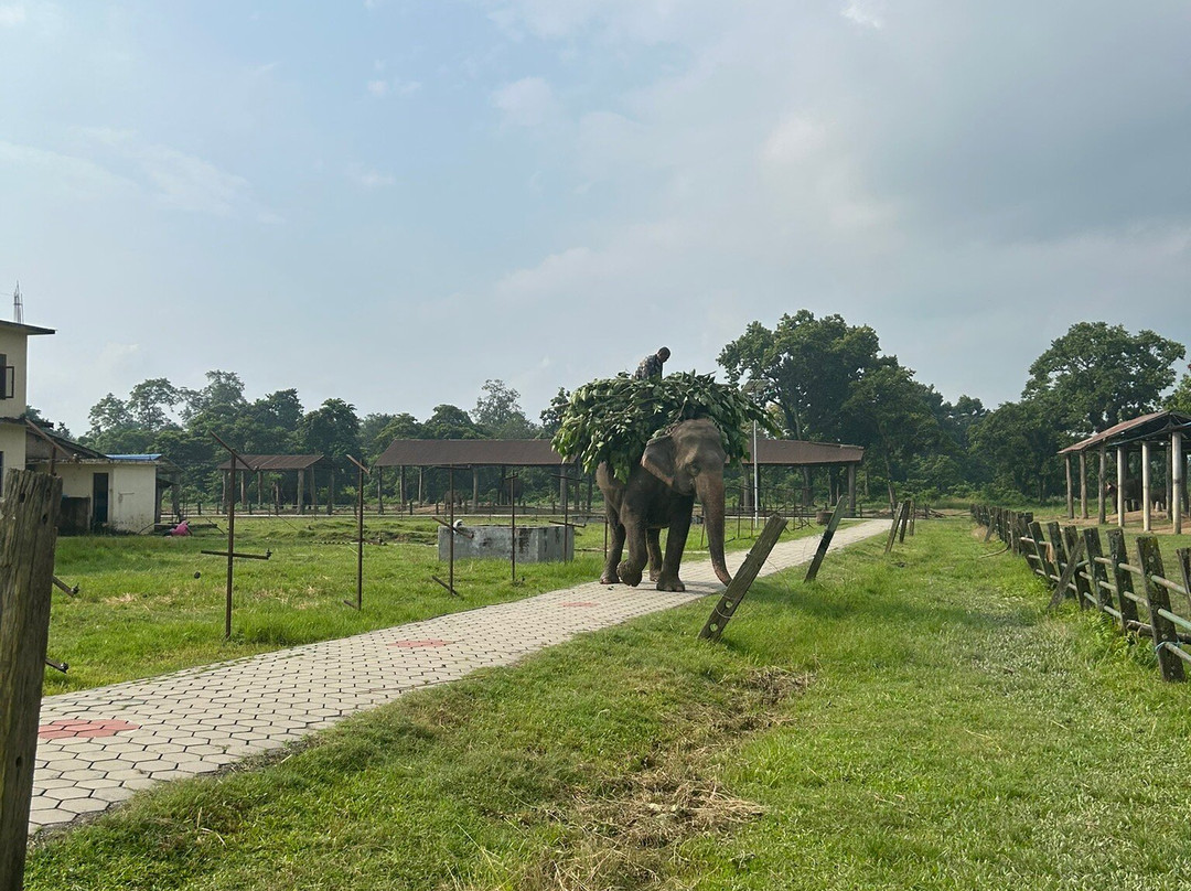 Elephant Breeding Centre-苏拉哈必去景点
