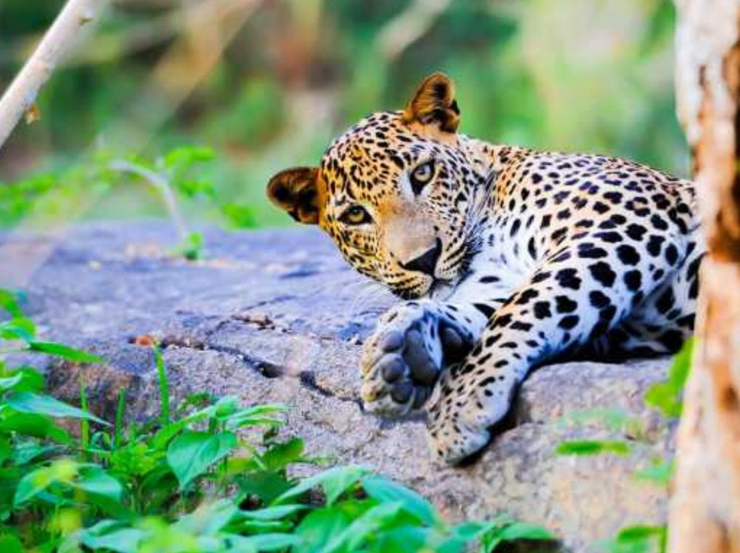 Sri Lanka Boutique Villas-锡吉里亚必去景点