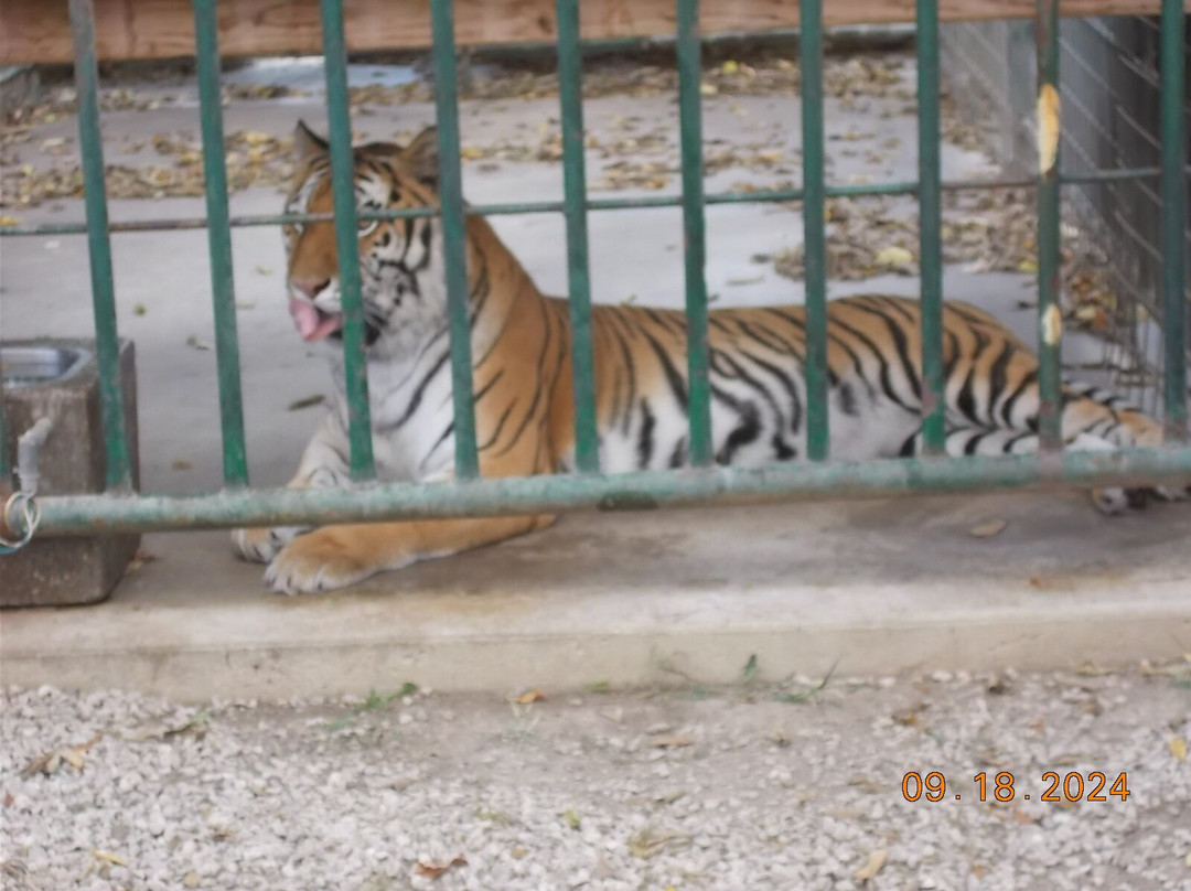 Cedar Cove Feline Conservatory & Education Center-Louisburg必去景点