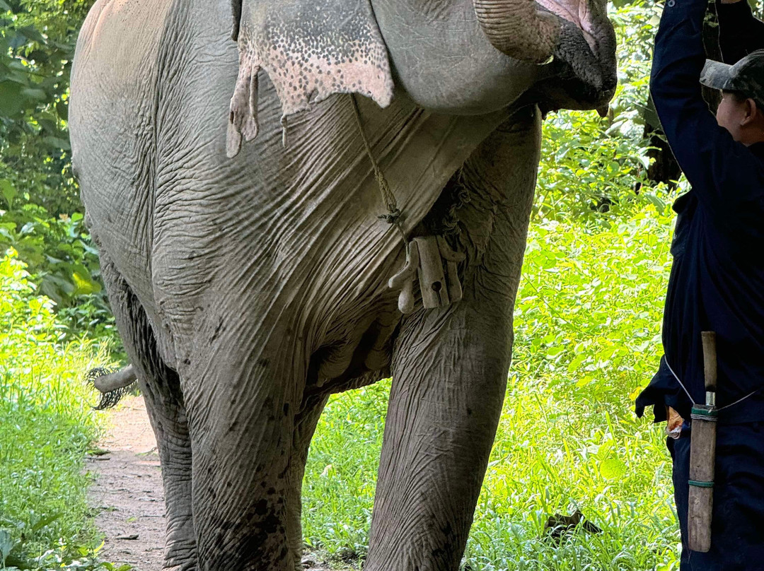 Mekong Elephant Park景点图片