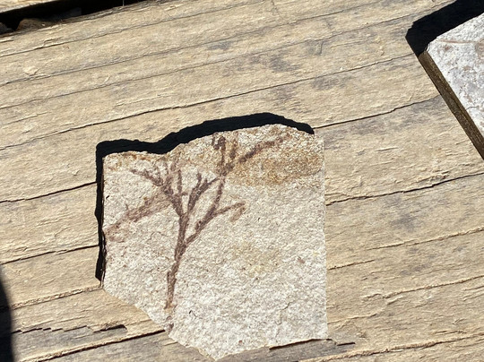 Florissant Fossil Quarry-Florissant必去景点