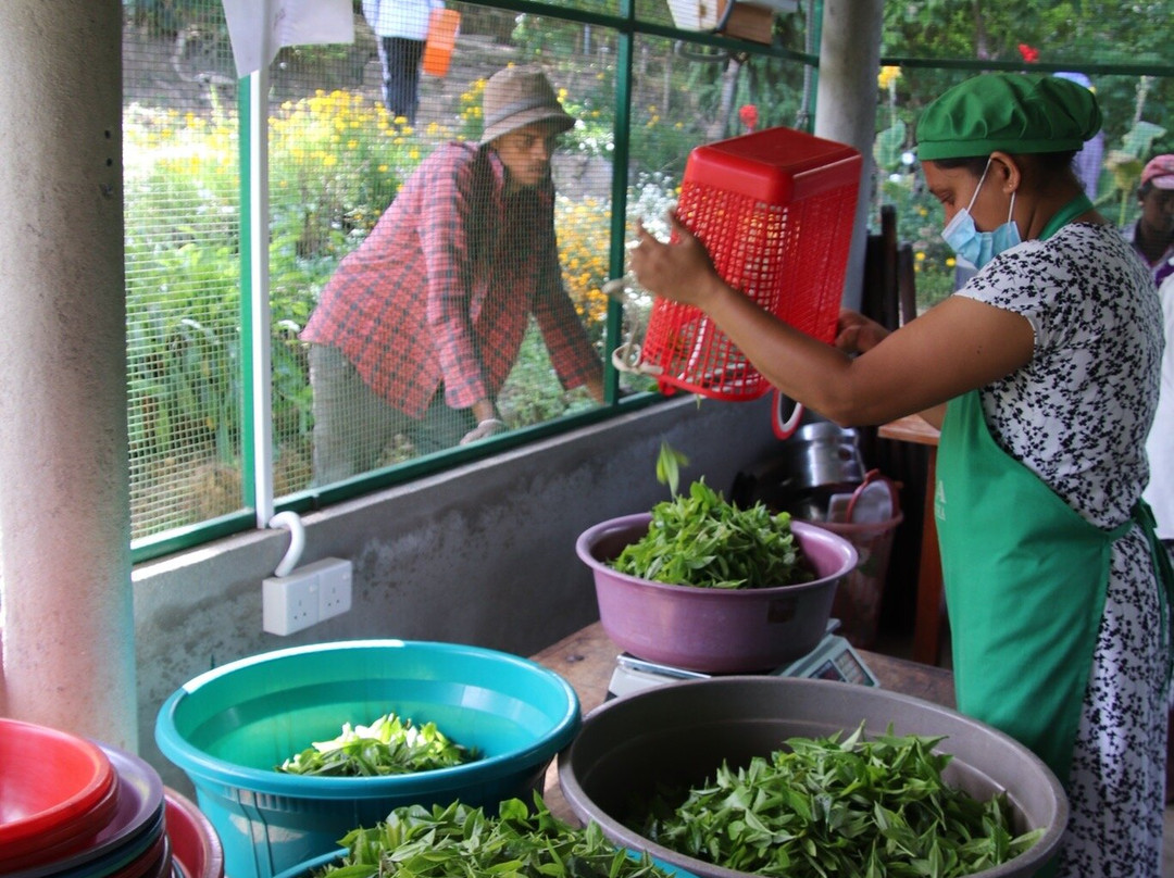 Greenway Tours With Dilip-奴娃拉伊利雅必去景点
