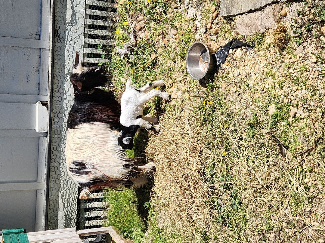 Rescue At Little Fox Hollow-达拉斯必去景点
