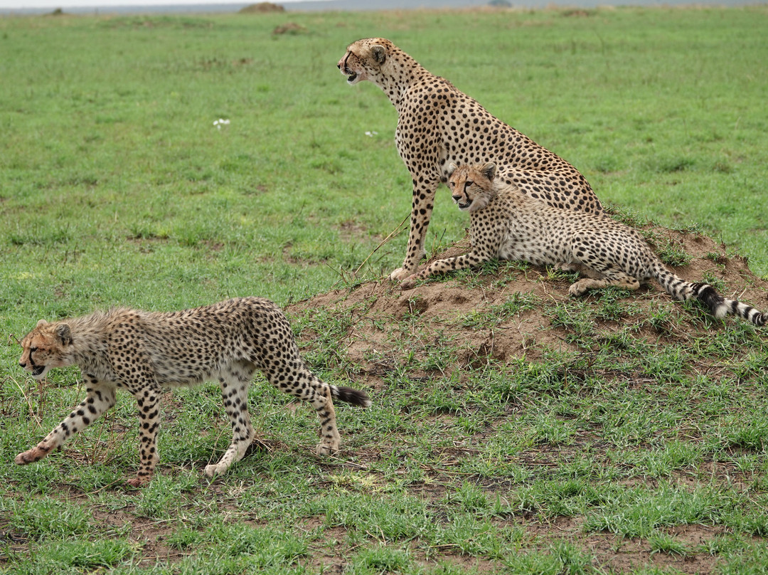 Tan Spirit Safari-阿鲁沙必去景点