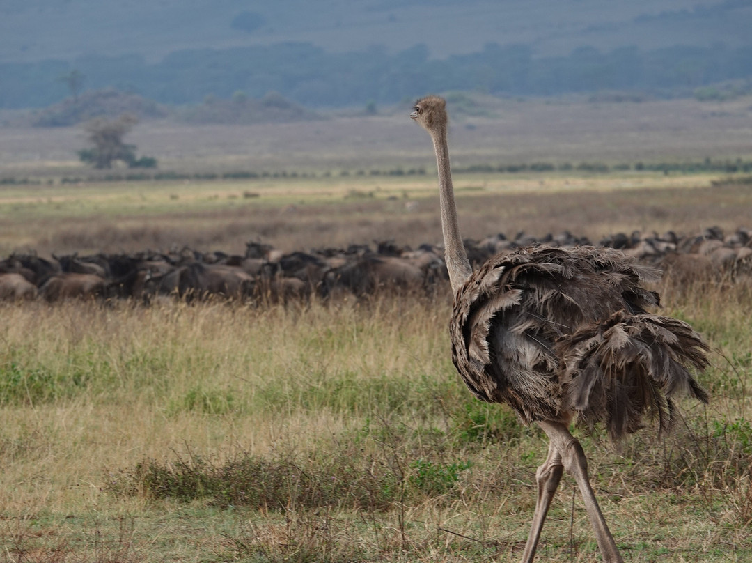 Tan Spirit Safari-阿鲁沙必去景点