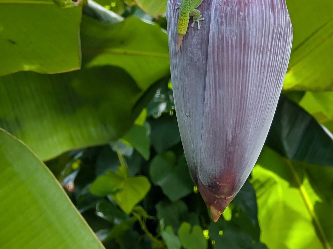 21 Degrees Estate Cacao Farm-卡内奥赫必去景点