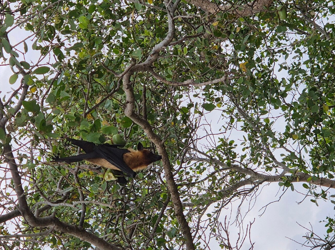 Kalametiya Eco Bird Watching景点图片