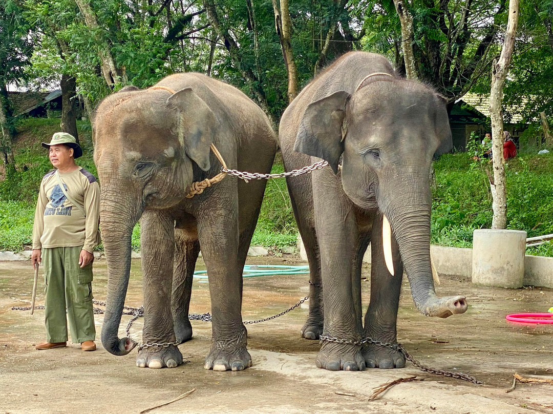 Way Kambas National Park-Lampung必去景点