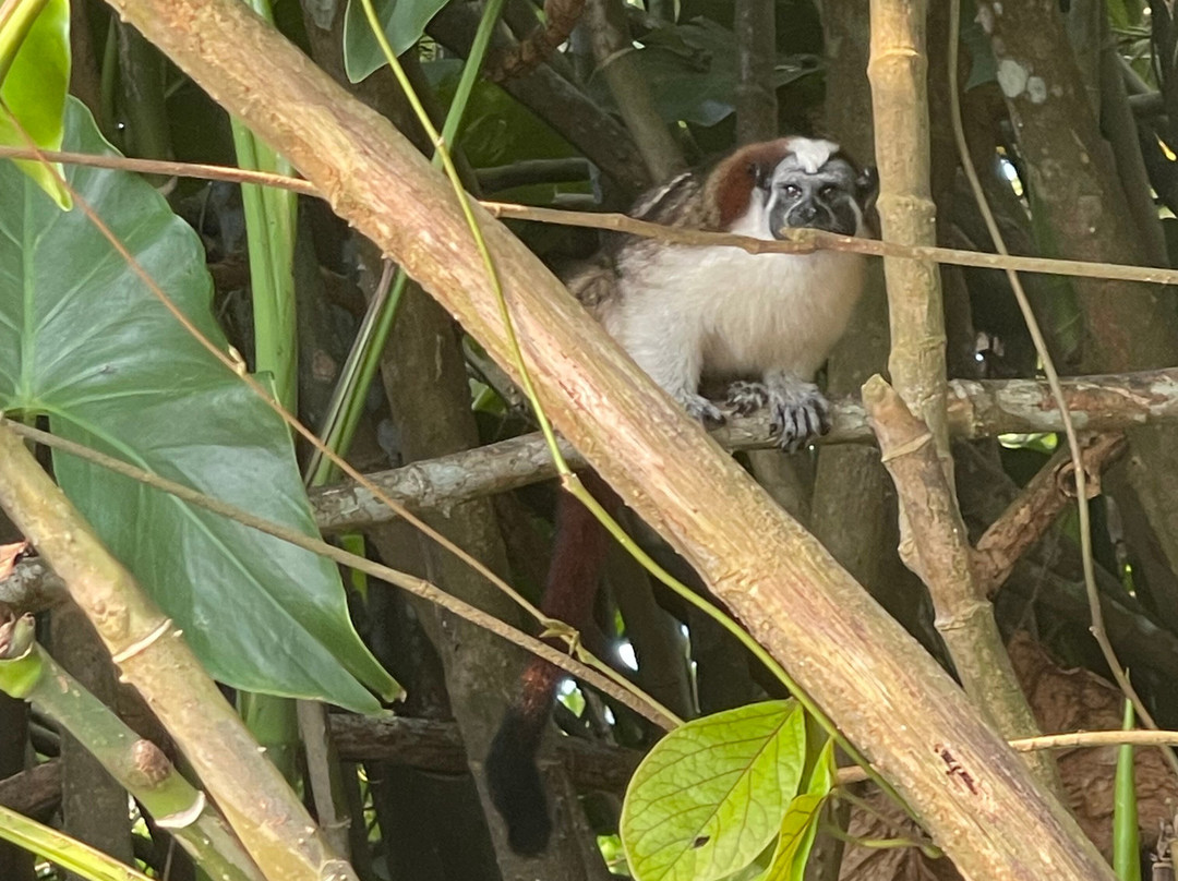 Panama Experience Tours景点图片