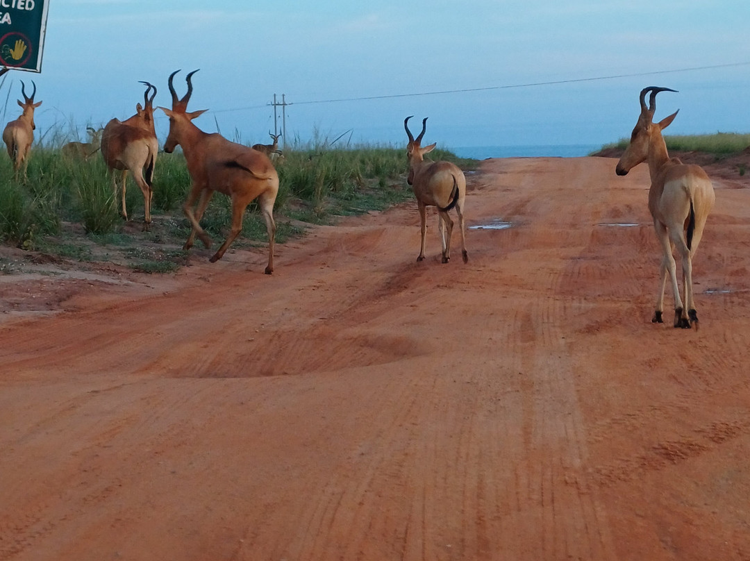 Murchison Falls-Murchison Falls National Park必去景点
