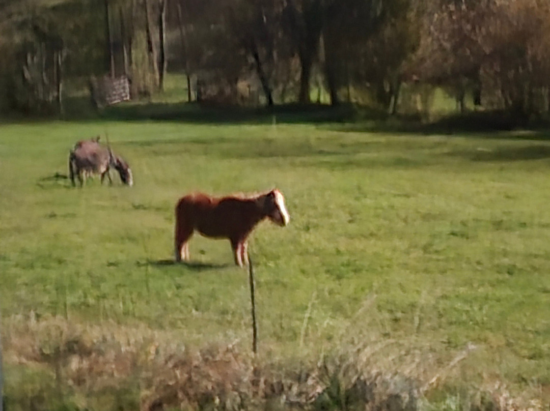 Cab'anes du Pibeste主图