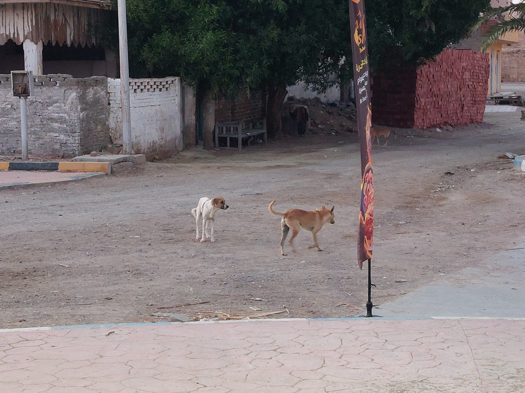 El Quseir Fort-艾尔可西利亚必去景点