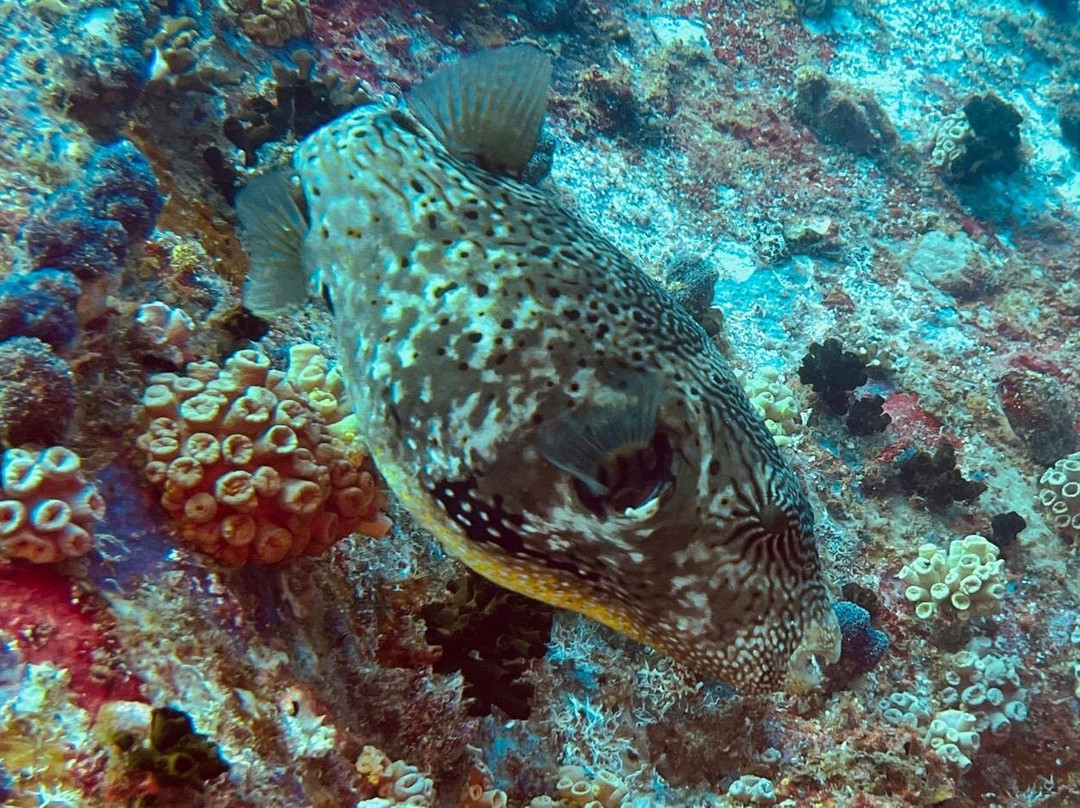 Equinoxe Ecole Seychelloise de Plongee景点图片
