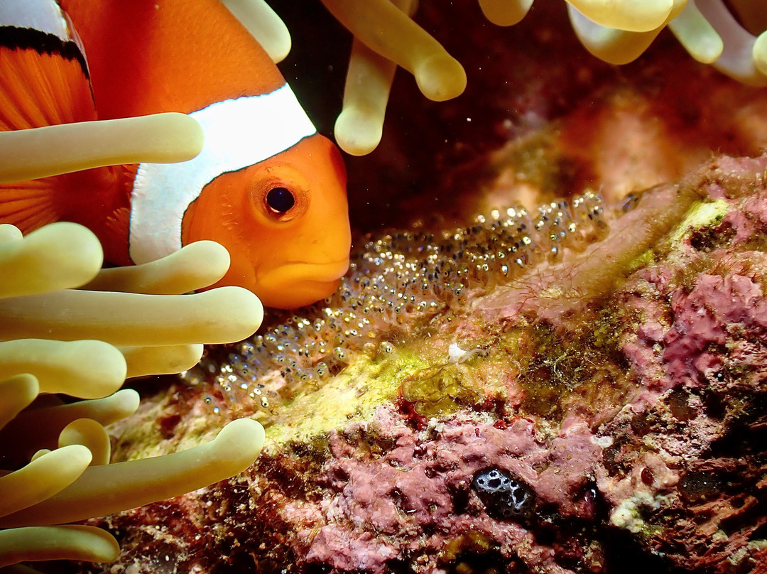 Blue Marlin Dive Gili Air景点图片