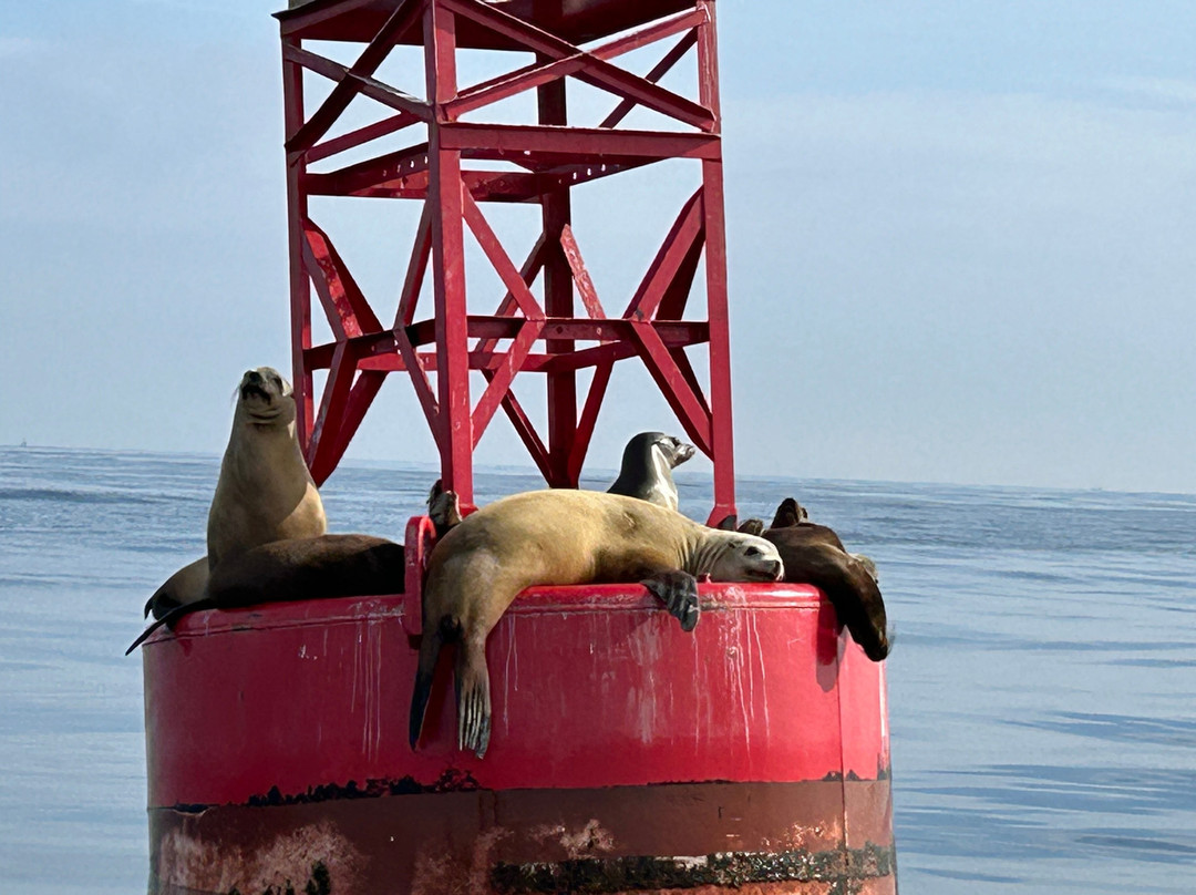 SoCal Whale Watching-长滩必去景点