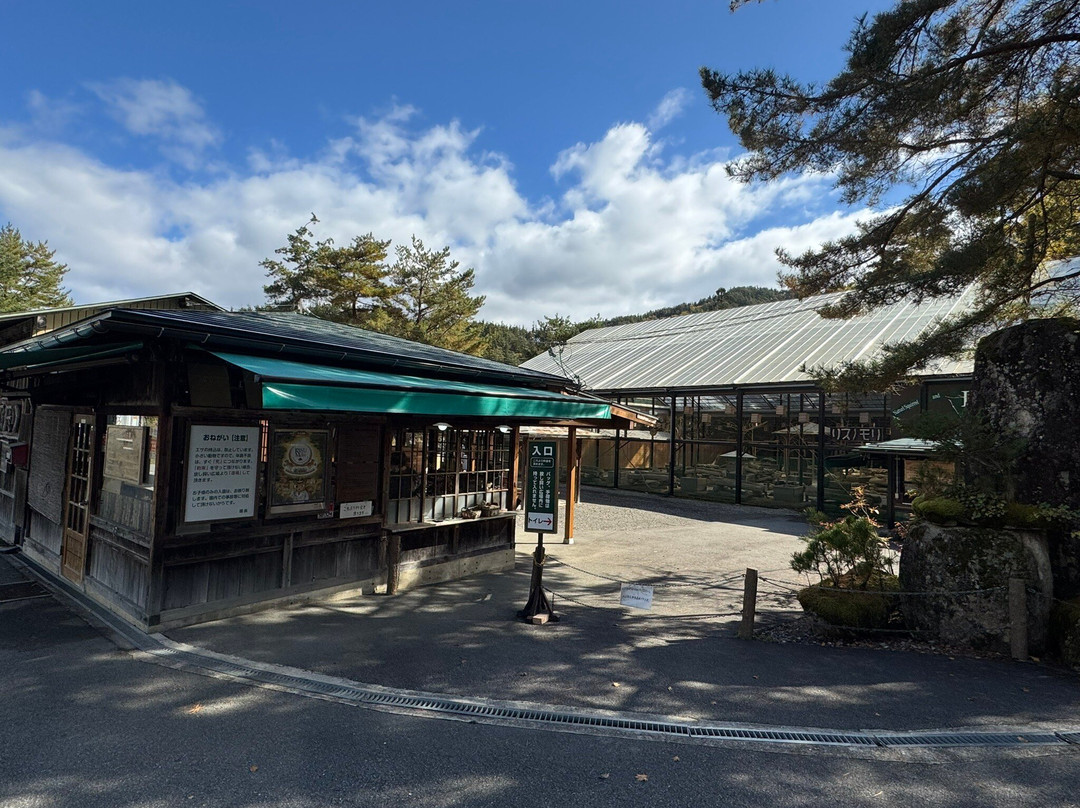 Squirrel Forest Hida Mountains Yaso Shizen Teien-高山市必去景点