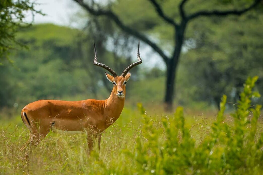 Ralph and Robert-Ngorongoro必去景点
