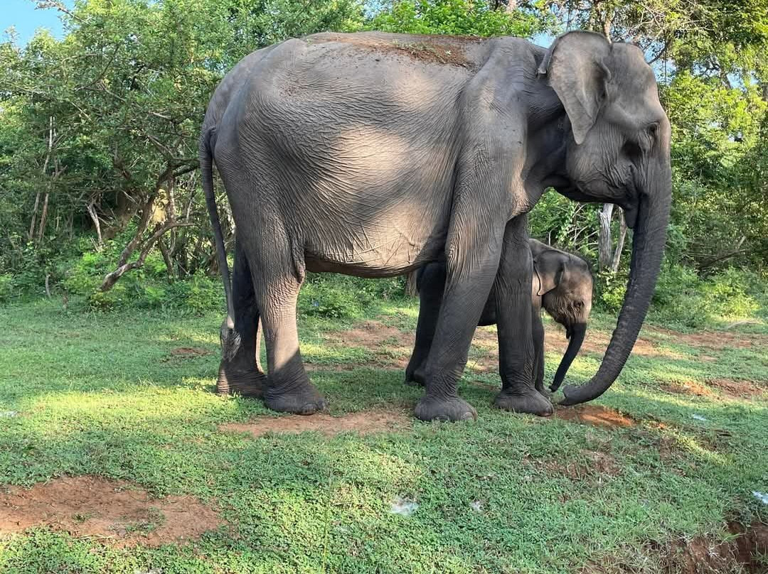Dinuka Safari-蒂瑟默哈拉默必去景点