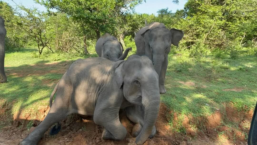 Dinuka Safari-蒂瑟默哈拉默必去景点