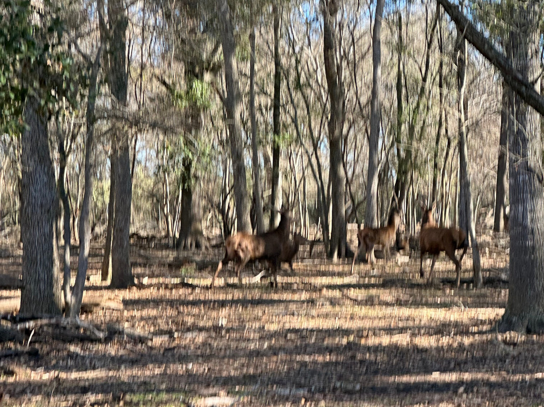 Independence Ranch Hog Hunting-Waelder必去景点