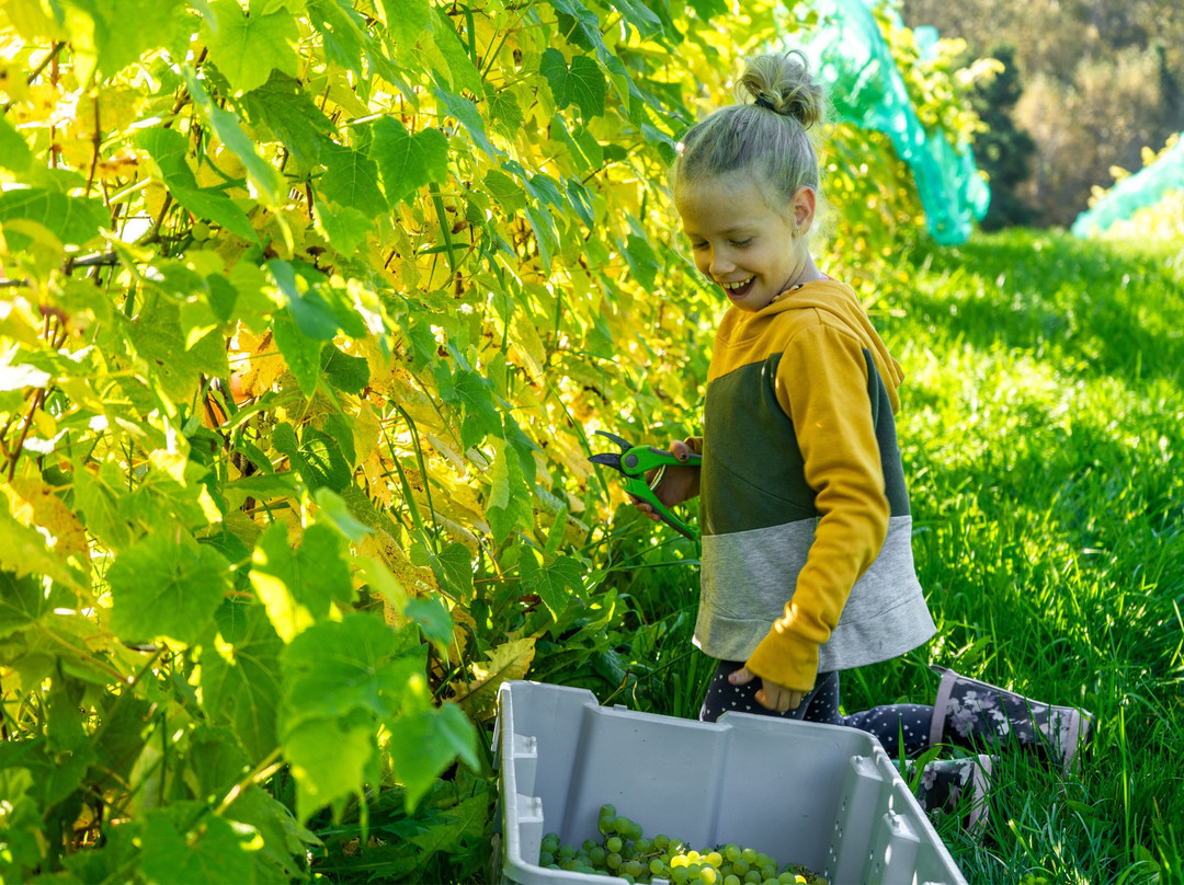 Domaine Le Cageot - Vignoble & Distillerie-Jonquiere必去景点