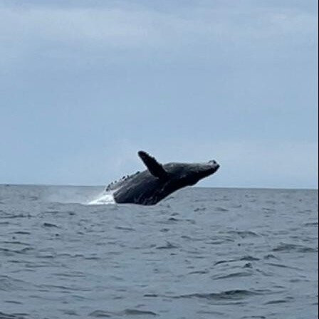 Dressel Divers Puerto Vallarta-蓬塔米塔必去景点