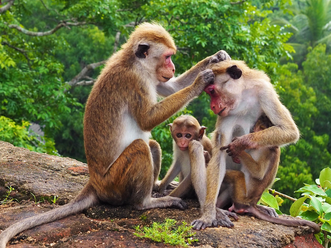 Lankan Holiday Partner景点图片