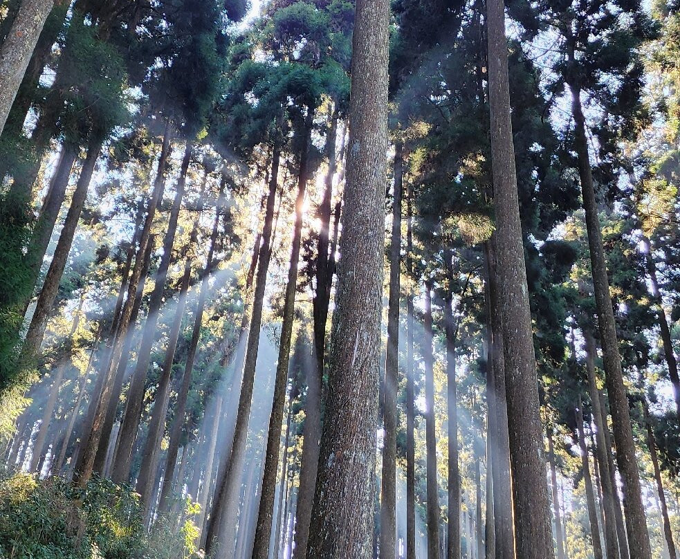 Lamahatta-大吉岭必去景点