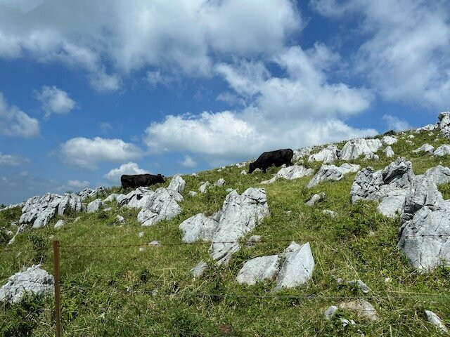 Shikoku Karst Tengu Plateau-津野町必去景点