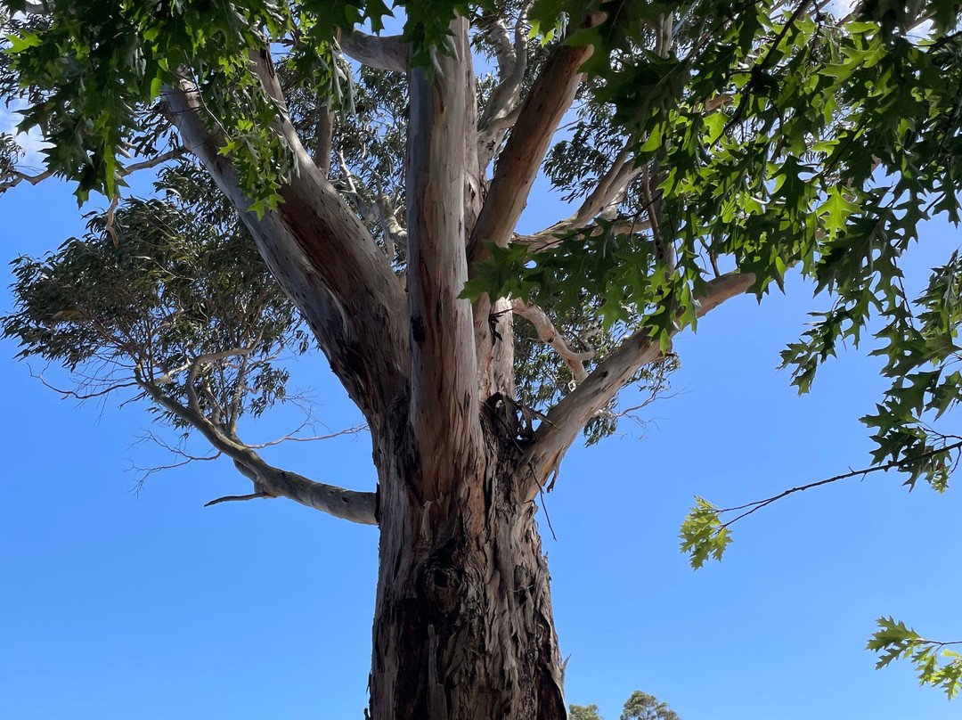 Cropley Street Playground-Darnum必去景点