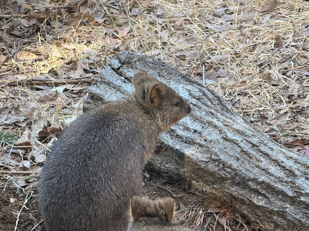 Saitama Children Zoo-东松山市必去景点