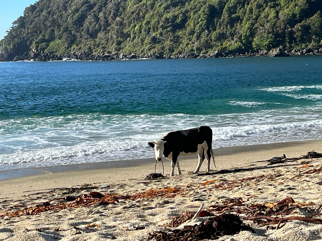 Caleta Cóndor-Osorno必去景点