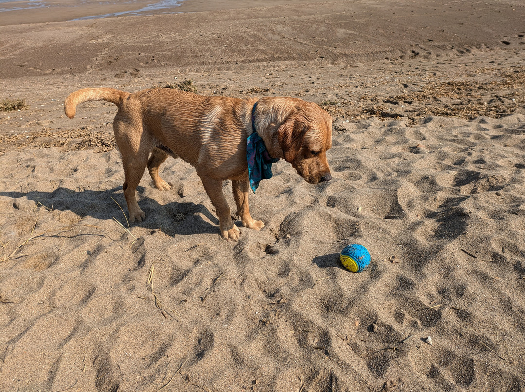 Anderby Creek Beach景点图片