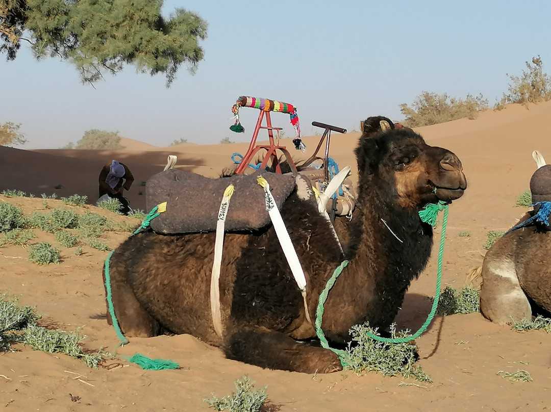 Camp Sahara at Dar Al Fananna-迈哈米德必去景点