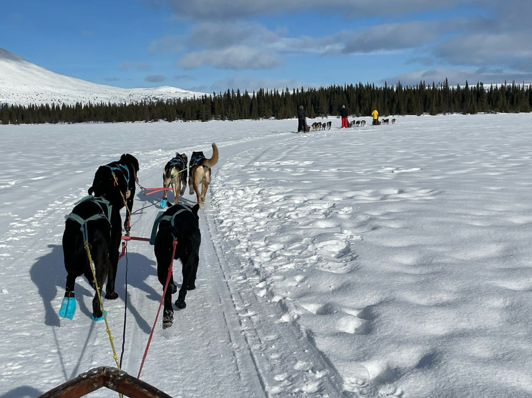 Hemsedal Huskies景点图片