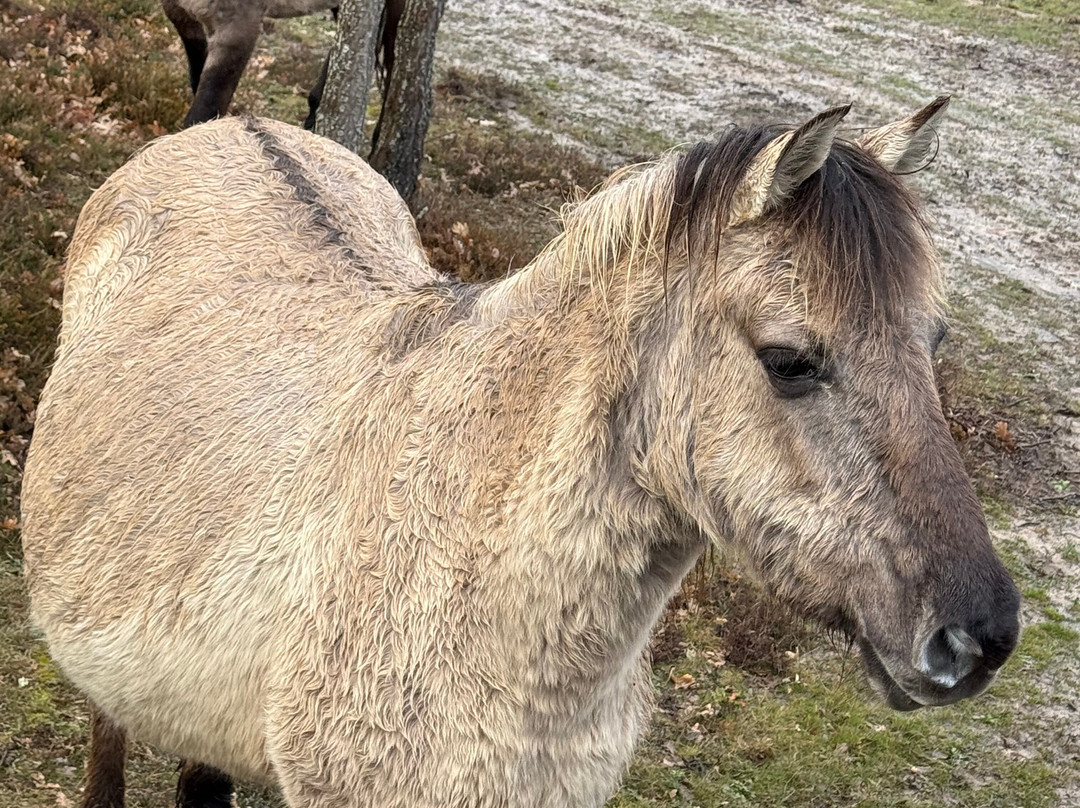 Paleolitico Vivo-布尔戈斯省必去景点
