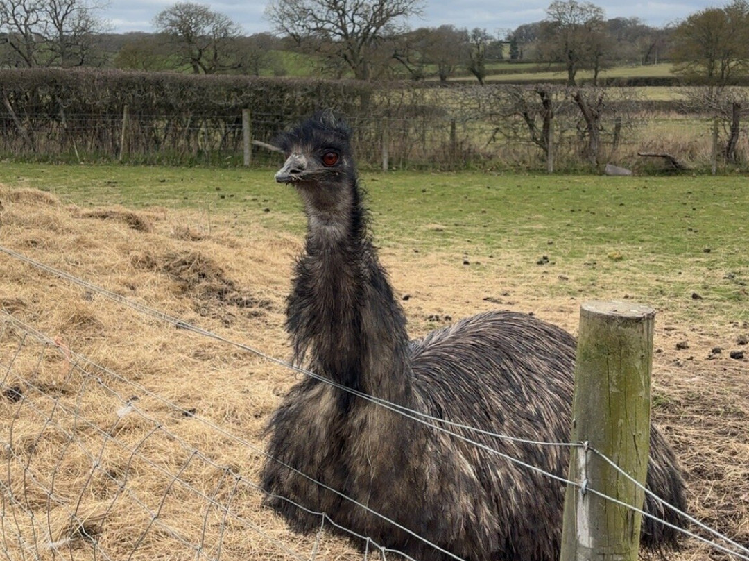Middle England Farm Alpacas-Henley in Arden必去景点
