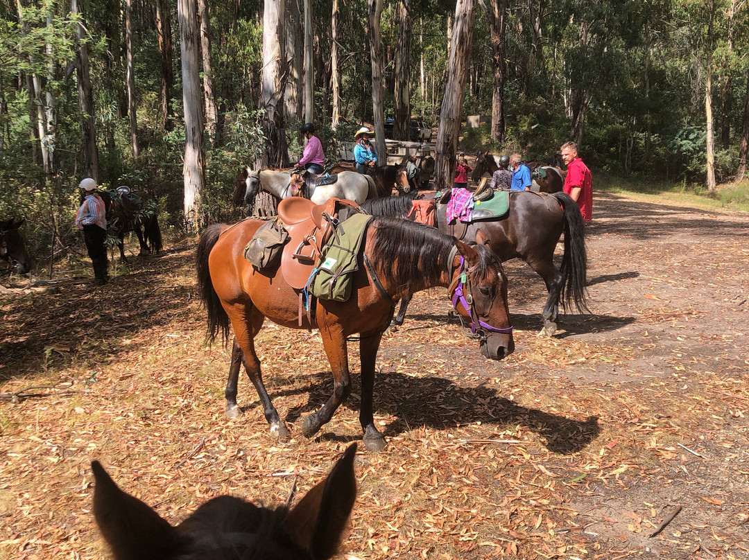 Buckle Up Bushrides-Merrijig必去景点