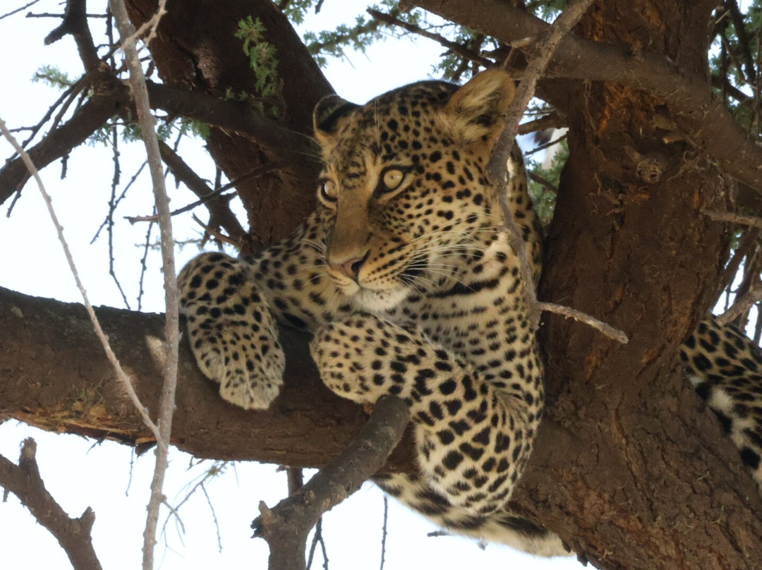 Tanzania Pure Nature and Travel景点图片