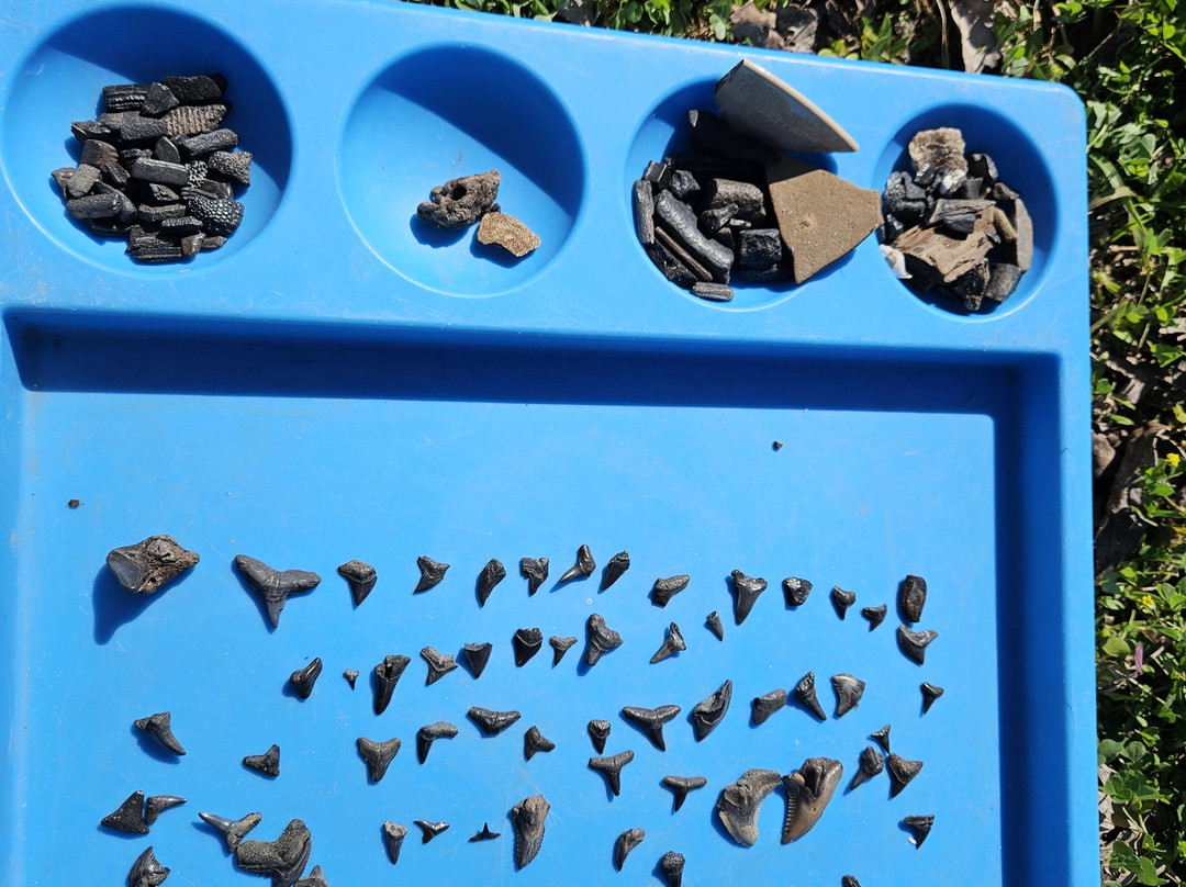 Fossil Funatics-达文波特必去景点