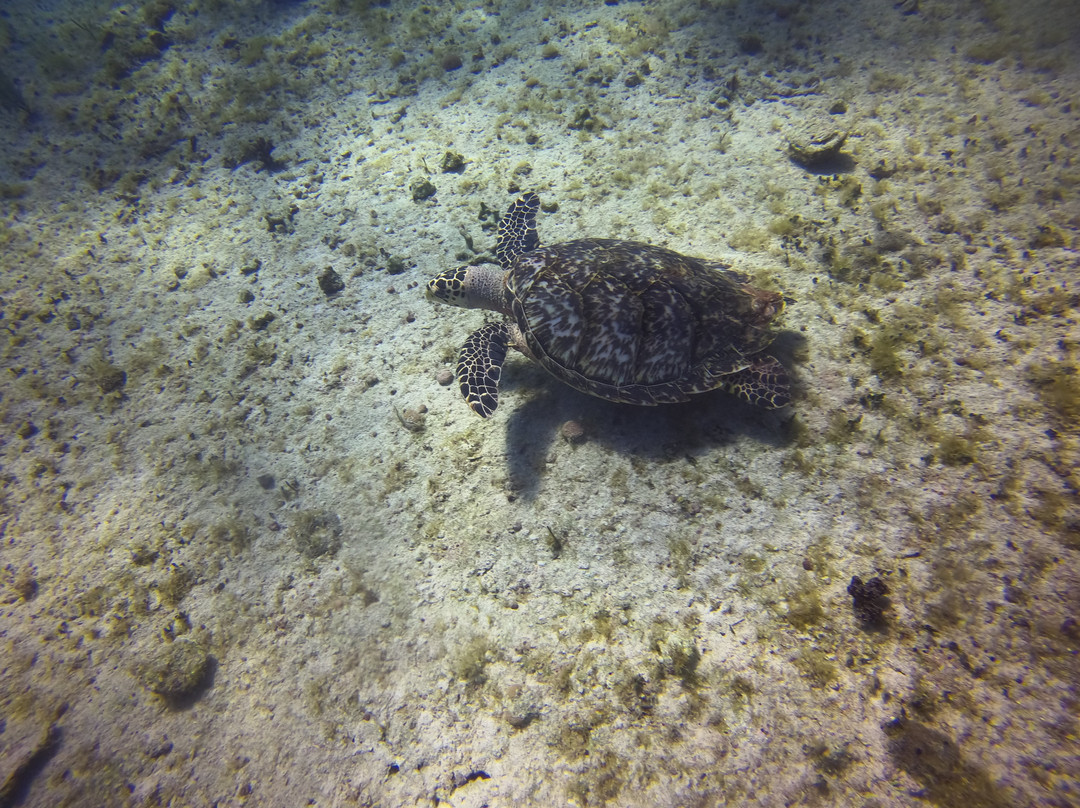 Coral Point Diving景点图片